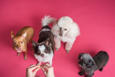 Hund & Katz: diese Lebensmittel sollten Sie Ihren Vierbeinern nicht geben