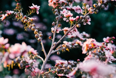 Das hilft gegen Pollen - Alles zur Behandlung und Tipps zur Selbsthilfe