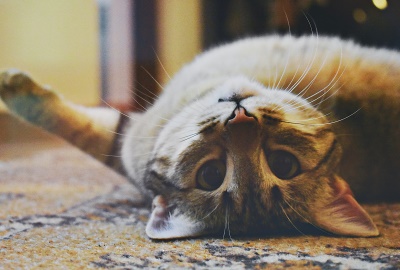Die Sprache der Tiere: Hunde und Katzen im Dialog mit der Welt