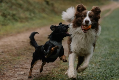 Tiere und ihre erstaunlichen Sinne: Mit Sp&uuml;rnase und Nachtsicht - Wie Hunde, Katzen & Co. unsere Welt ganz anders erleben