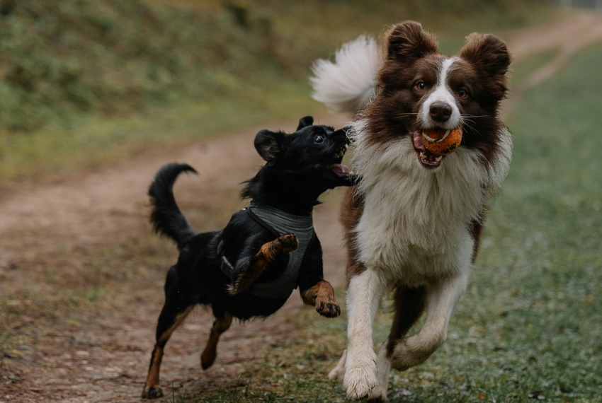 Tiere und ihre erstaunlichen Sinne